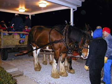 horses