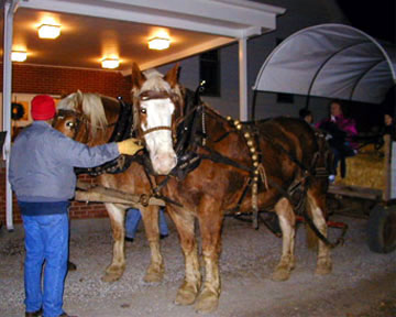 horses