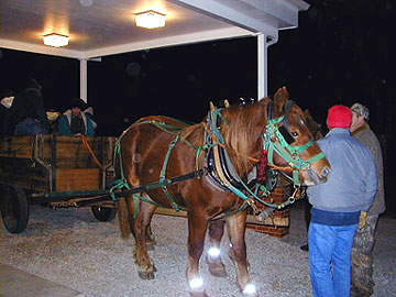 horses